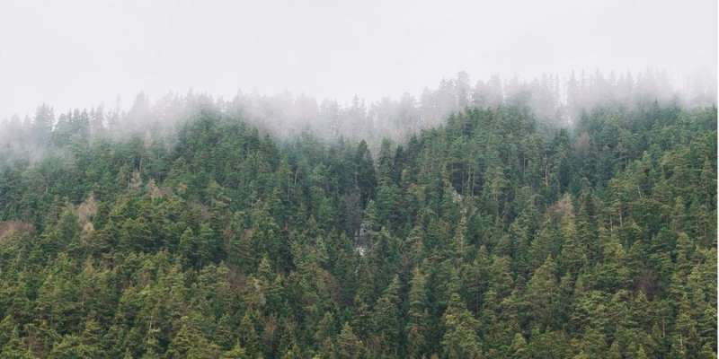 Учені порахували, скільки вуглецю могли б поглинути ліси на планеті, якби людство про них дбало