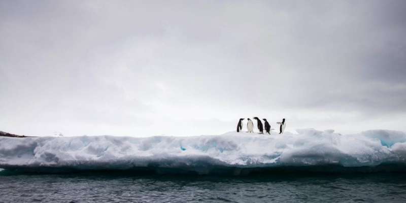 Пінгвіни в небезпеці. В Антарктиці зафіксували високопатогенний пташиний грип