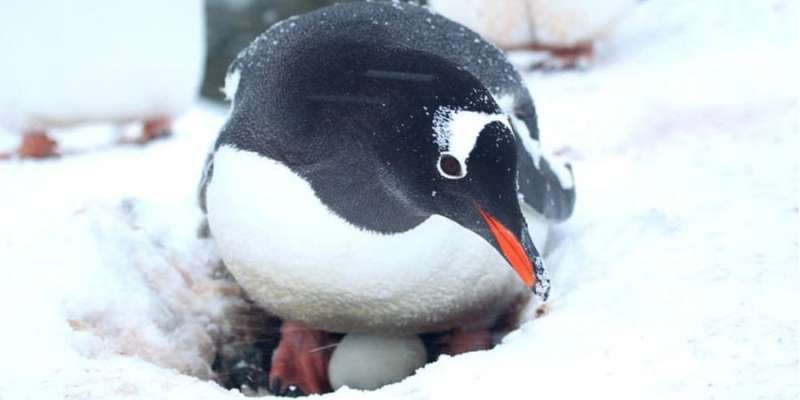 Зустрічайте. Антарктичні пінгвіни знесли перші в цьому сезоні яйця — фото